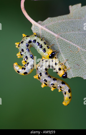 La tenthrède du bouleau sombre des Crésus latitarsus forme nice formant sur feuille de bouleau argenté avec de belles désamorcer potton fond bedfordshire Banque D'Images