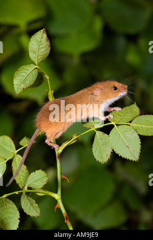 Micromys minutus souris debout sur bramble en utilisant queue préhensile à accrocher au bedfordshire potton Banque D'Images