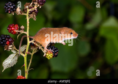 Micromys minutus souris grimper sur bramble en utilisant queue préhensile à accrocher au bedfordshire potton Banque D'Images