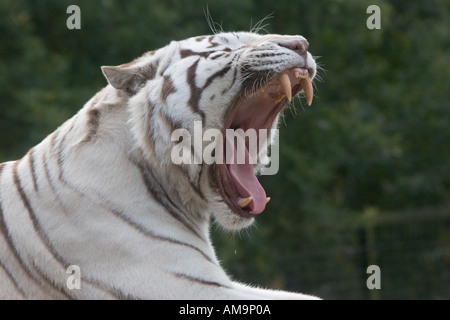 Panthera tigris tigre blanc au Zoo de Colchester Essex GB UK Banque D'Images