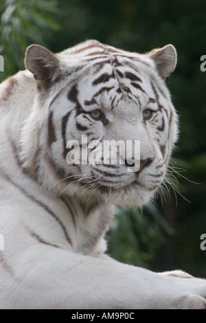 Panthera tigris tigre blanc au Zoo de Colchester Essex GB UK Banque D'Images