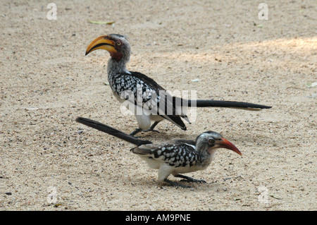 Tockus Leucomelas Calao (Yellowbilled) et Redbilled Calao (Tockus Erythrorhynchus), Kruger National Park, Afrique du Sud Banque D'Images