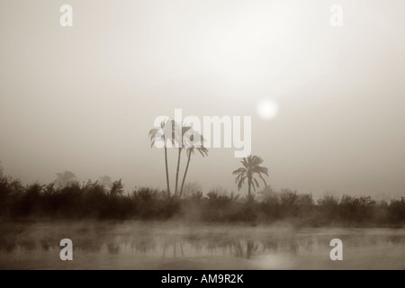 Lever du soleil à travers la brume matinale derrière paumes sur canal , Moyenne Égypte , Afrique Banque D'Images