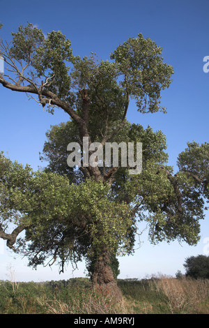 Le peuplier noir Anglais native tree Populus nigra, Butley, Suffolk, Angleterre Banque D'Images