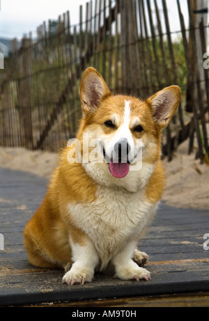 Corgy Pembroke fatigué se repose après une course à la plage Banque D'Images