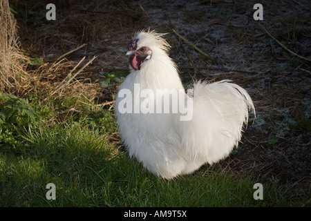 Dans la cour de poulet blanc Silkie Banque D'Images