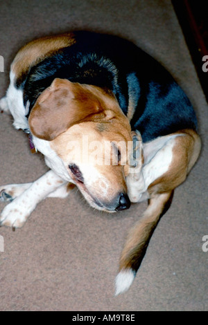 Portrait d'un beagle Couché Rayer elle-même Banque D'Images
