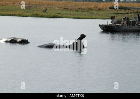 Les touristes regardant Hippopotame (Hippopotamus Amphibus) dans la rivière Chobe Banque D'Images