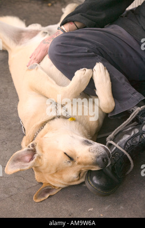 Un sans-abri avec un chien dans les rues de Covent Garden London Banque D'Images