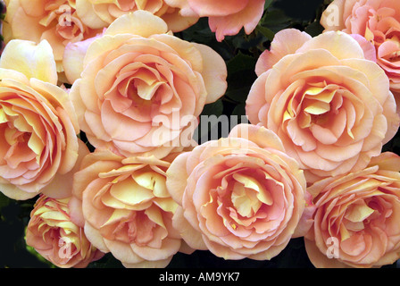 Begonia fleur pétale pot tête pastel tropical exotique plante tubéreuse lampe à effet froissé de rhizomes cultivés en serre chaude