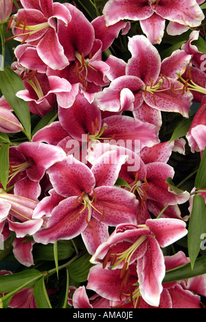 Lily écarlate profond genre fleur jardin frontière variété chef bud bunch England UK Royaume-Uni GB Grande-bretagne EU Banque D'Images