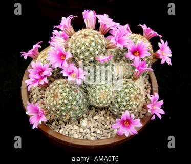 Mammillaria microcarpa plantes cactus cactus rose fleur flore rachis cultivée soulevées cultivées en serre de plantes en terre cuite po Banque D'Images