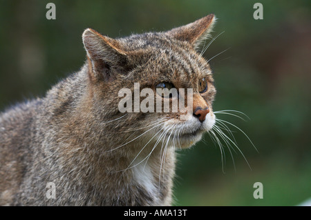 Un chat sauvage (Felis silvestris) à la British Wildlife Centre. Banque D'Images