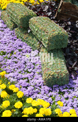 Sedum civic afficher genre flower border park community horticulture autorité locale service hommage bed bedding Banque D'Images