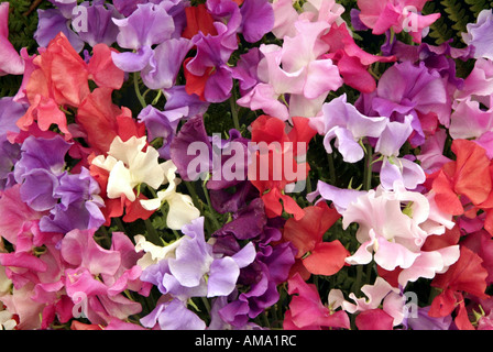 Bouquet de lilas mauve rose blanc masse pois mixte Lathyrus odoratus annuelle