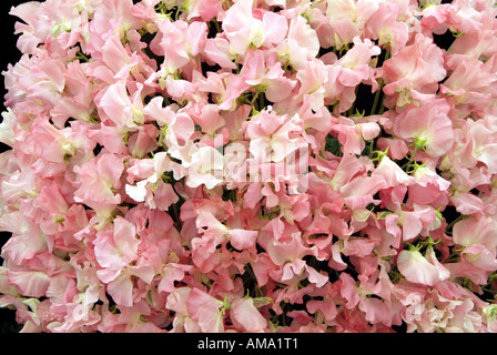 Tas de pois sucré rose masse Lathyrus odoratus annuelle