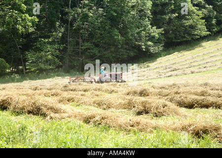 L'homme avec le tracteur et le tournant de la faneuse dans le champ de foin. Banque D'Images