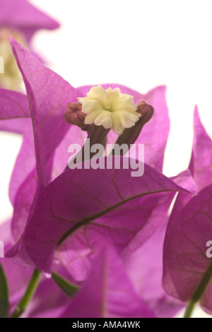 Bougainvillier Bougainvillea sp Banque D'Images