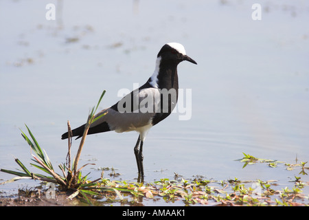 Blacksmith sociable (vanellus armatus /) de patauger dans un lac, Afrique du Sud Banque D'Images