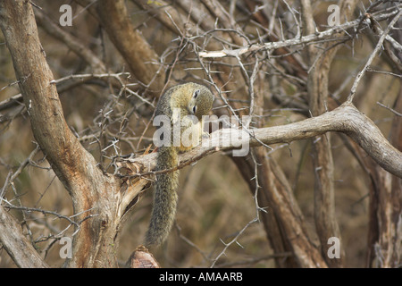 Smith's Bush (paraxerus cepapi écureuil) Afrique du Sud Banque D'Images