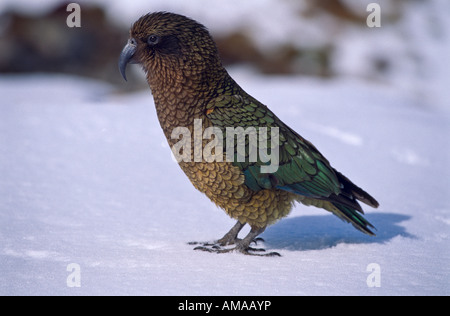 Kea, Nouvelle-Zélande Banque D'Images