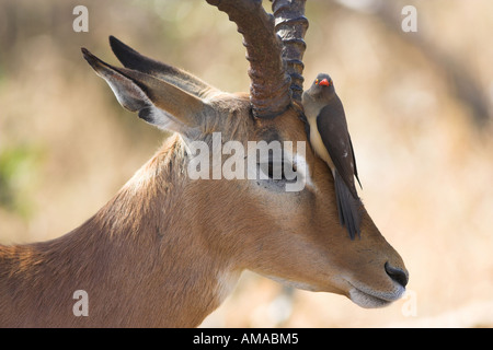 Impala (Aepyceros melampus) avec Red-Billed Oxpecker , Afrique du Sud Banque D'Images