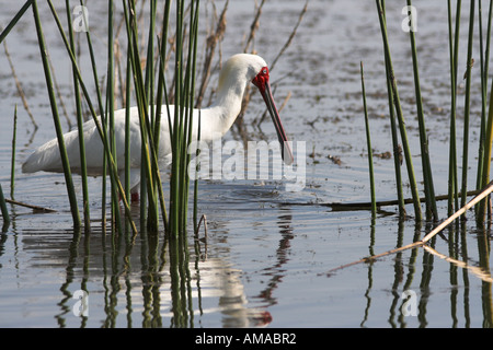 Spatule d'Afrique (platalea alba) à un lac, Afrique du Sud Banque D'Images