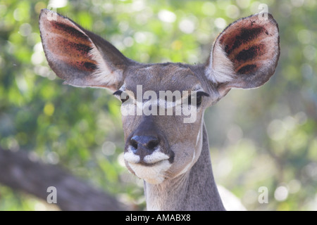 Kobus ellipsiprymnus Common Waterbuck (Afrique du Sud) Banque D'Images