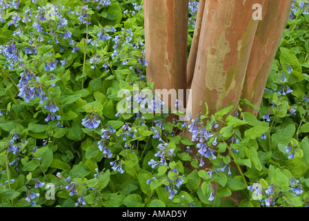 Virginia Bluebells en fleurs à la Lewis Ginter Botanical Garden à Richmond, en Virginie. Banque D'Images