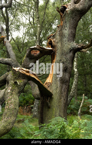 Vieux Chêne endommagé Cannock Chase Banque D'Images