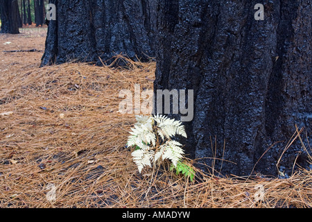 Après effets d'un incendie de forêt dans la haute Sierra Banque D'Images