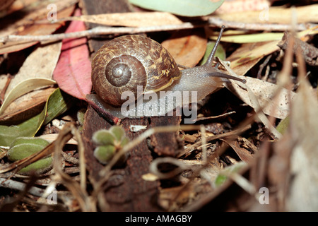 Escargot / Gardensnail - Helix aspersa Banque D'Images