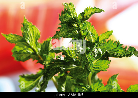 La menthe poivrée, Mentha spicata, Metha piperita Banque D'Images