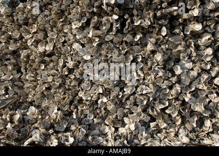 Huîtres à la baie profonde sont abandonnés en raison de graves problèmes de pollution de l'eau et la diminution de l'importance dans l'ostréiculture. Banque D'Images