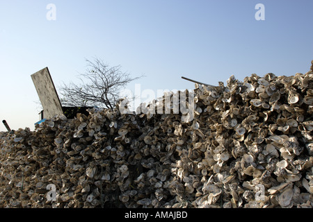 Huîtres à la baie profonde sont abandonnés en raison de graves problèmes de pollution de l'eau et la diminution de l'importance dans l'ostréiculture. Banque D'Images