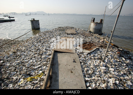 Huîtres à la baie profonde sont abandonnés en raison de graves problèmes de pollution de l'eau et la diminution de l'importance dans l'ostréiculture. Banque D'Images