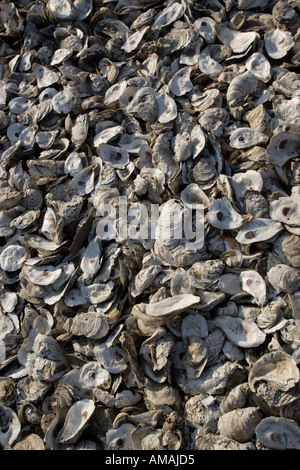 Huîtres à la baie profonde sont abandonnés en raison de graves problèmes de pollution de l'eau et la diminution de l'importance dans l'ostréiculture. Banque D'Images