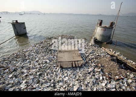 Huîtres à la baie profonde sont abandonnés en raison de graves problèmes de pollution de l'eau et la diminution de l'importance dans l'ostréiculture. Banque D'Images