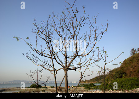 Huîtres à la baie profonde sont abandonnés en raison de graves problèmes de pollution de l'eau et la diminution de l'importance dans l'ostréiculture. Banque D'Images