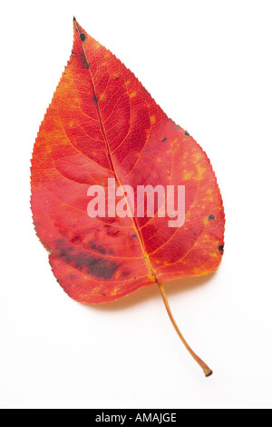 Cherry Plum, Prunus cerasifera nigra Banque D'Images