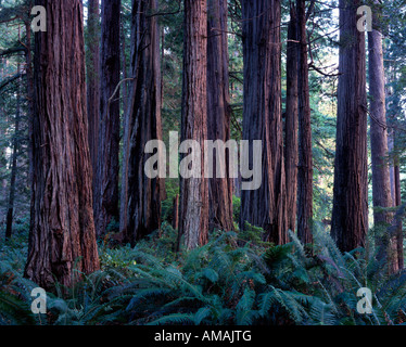 Redwood (Sequoia sempervirens), Pine Creek Redwoods State Park, California USA Banque D'Images