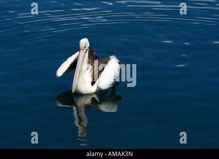 Une quarantaine à Pelican Bay sur la Nouvelle Galles du sud de la côte de Saphir pour nourrir l'attente par les pêcheurs locaux. Banque D'Images