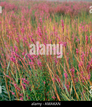 La Salicaire (Lythrum salicaria) reprise d'une terre humide, Iowa USA Banque D'Images