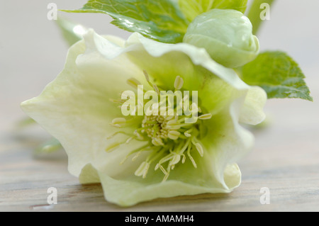 L'hellébore, Christ est ressuscité, close-up Banque D'Images