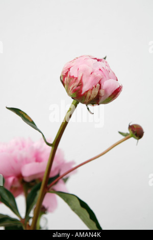Détail d'un bourgeon de pivoine sur un buisson Banque D'Images