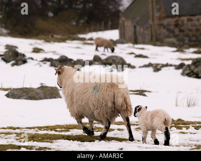 SCOTTISH BLACKFACE mère brebis avec agneau nouveau-né dans la neige l'Aberdeenshire Ecosse UK Banque D'Images