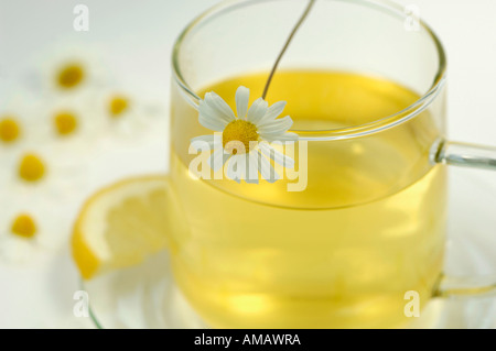 Camomille dans verre tasse de thé Banque D'Images