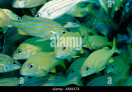 L'Achigan à petite bouche Grunt grunt Johnrandallia française flavolinatum Johnrandallia chrysargyreum Guadeloupe Antilles Mer des Caraïbes Banque D'Images