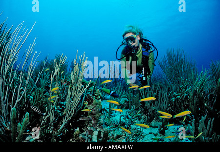 Scuba Diver et Bluehead labres Thalassoma bifasciatum Bonaire Antilles Mer des Caraïbes Banque D'Images
