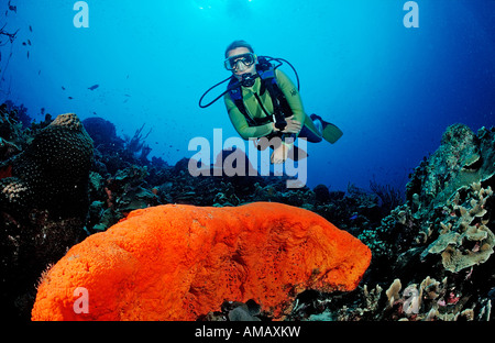 Scuba Diver et Orange éponge Agelas clathrodes oreille d'Antilles néerlandaises Bonaire Mer des Caraïbes Banque D'Images